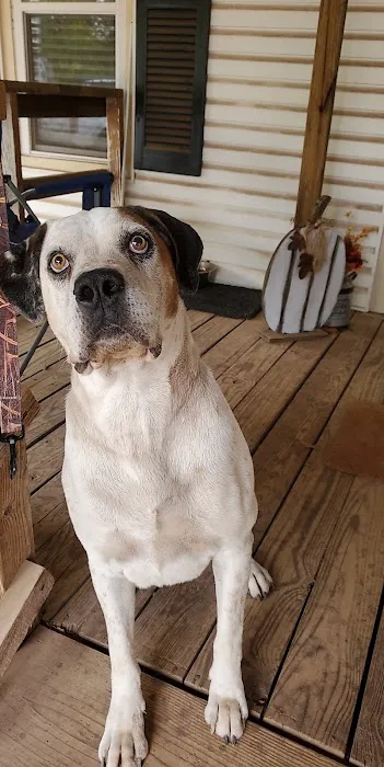 Paws at Peace Picture 7