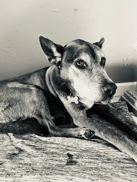 Paws at Peace Picture 8