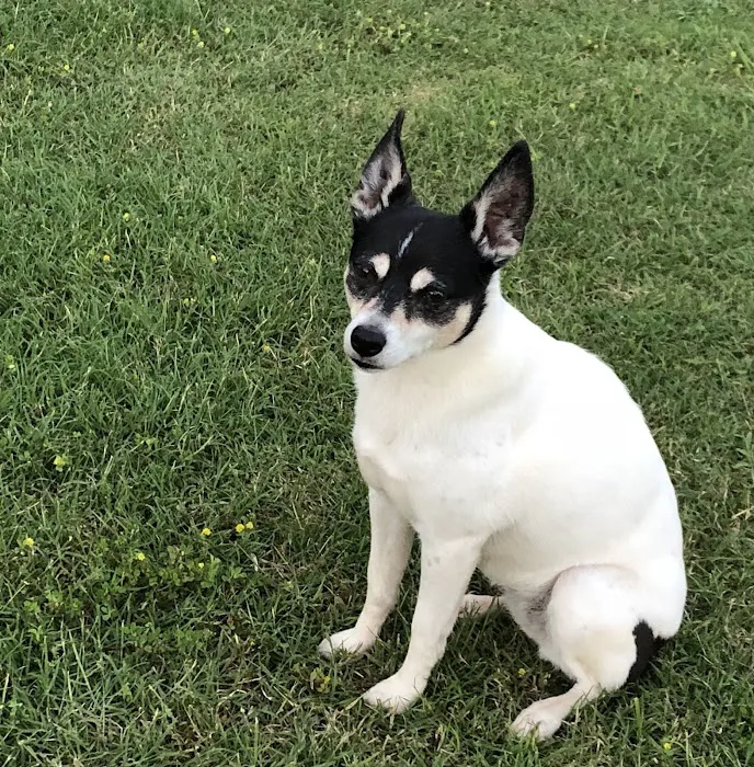 Paws at Peace Picture 9