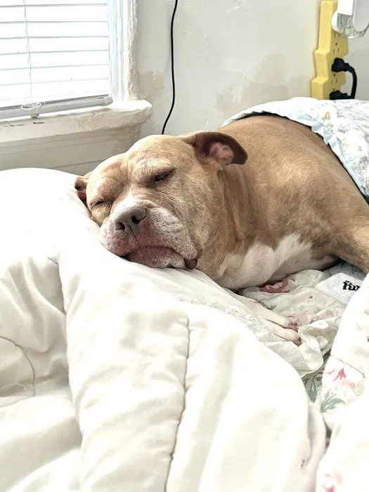 Banfield Pet Hospital Picture 4