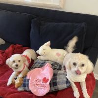 Banfield Pet Hospital ico