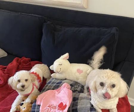 Banfield Pet Hospital