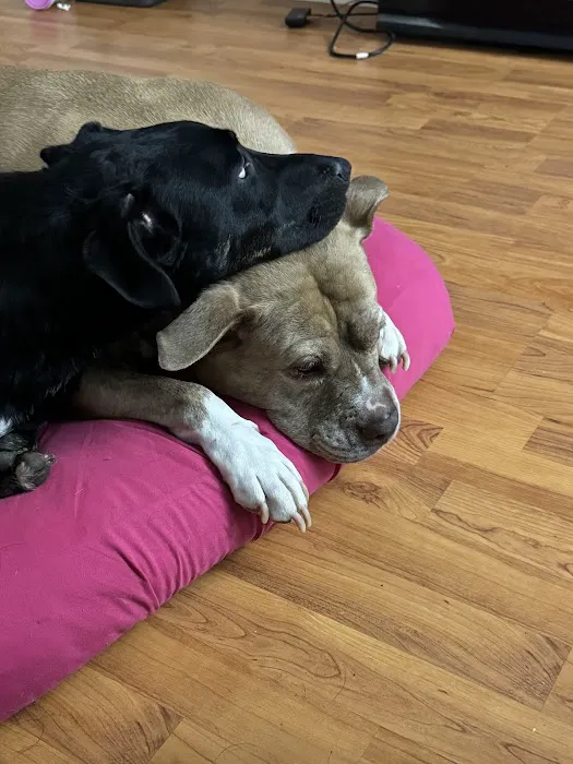 Banfield Pet Hospital Picture 5