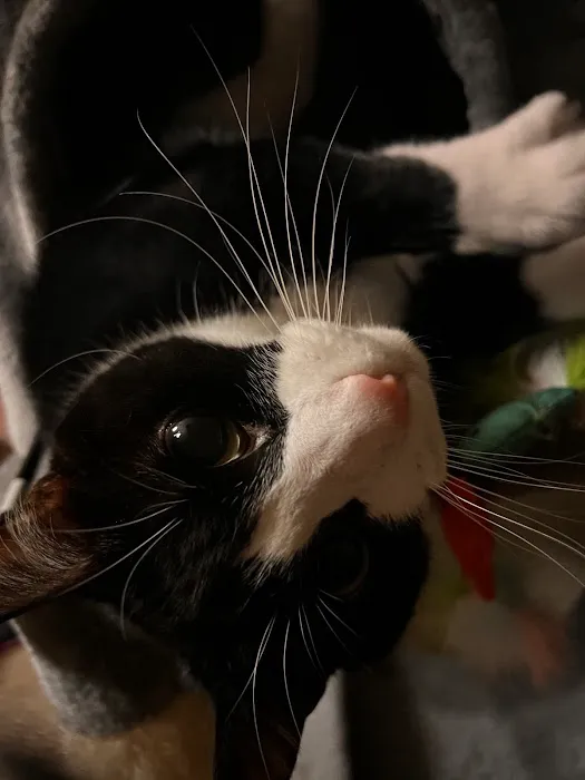 Banfield Pet Hospital Picture 8