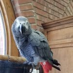 Nichols Hills Pet Clinic