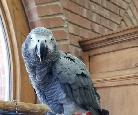 Nichols Hills Pet Clinic