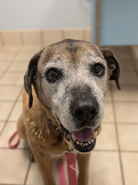 Nichols Hills Pet Clinic Picture 6