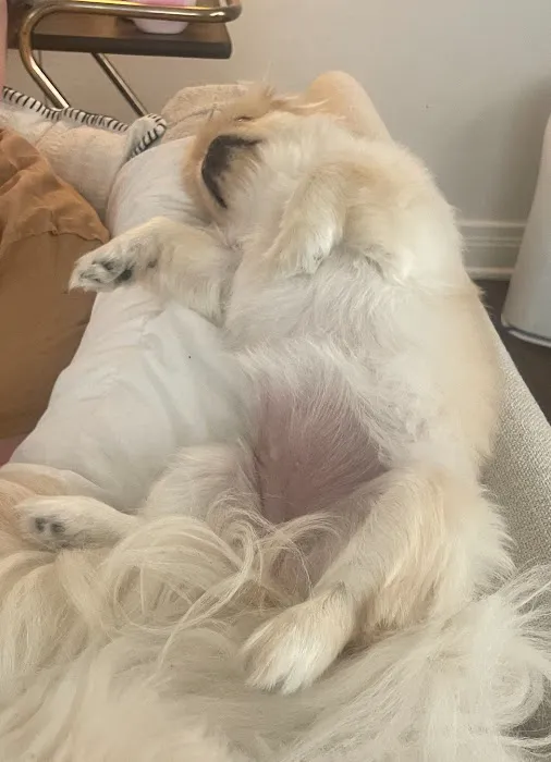 Nichols Hills Pet Clinic Picture 5