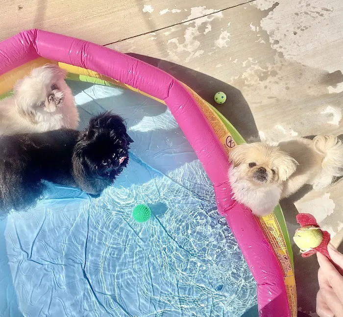 Nichols Hills Pet Clinic Picture 3