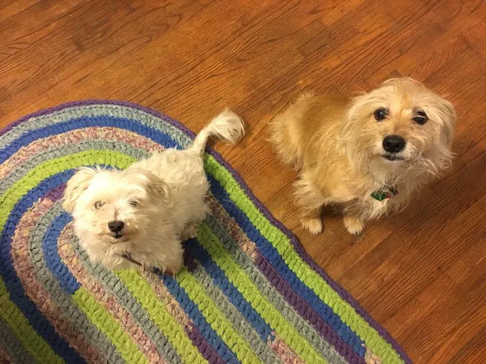 Nichols Hills Pet Clinic Picture 8