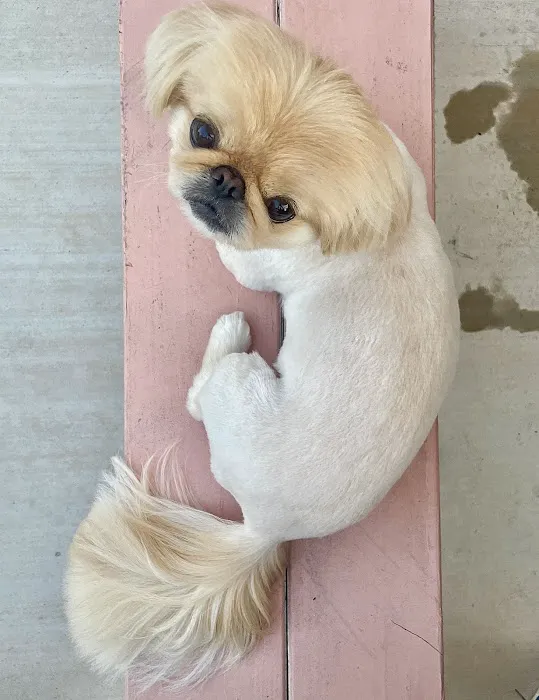 Nichols Hills Pet Clinic Picture 7