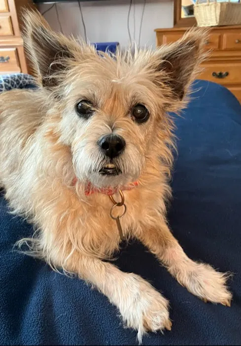 Redbud Animal Dermatology Picture 1