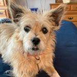 Redbud Animal Dermatology