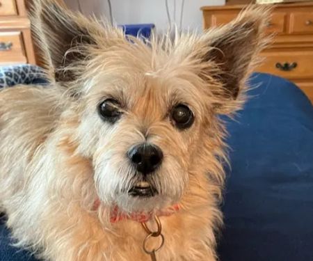 Redbud Animal Dermatology