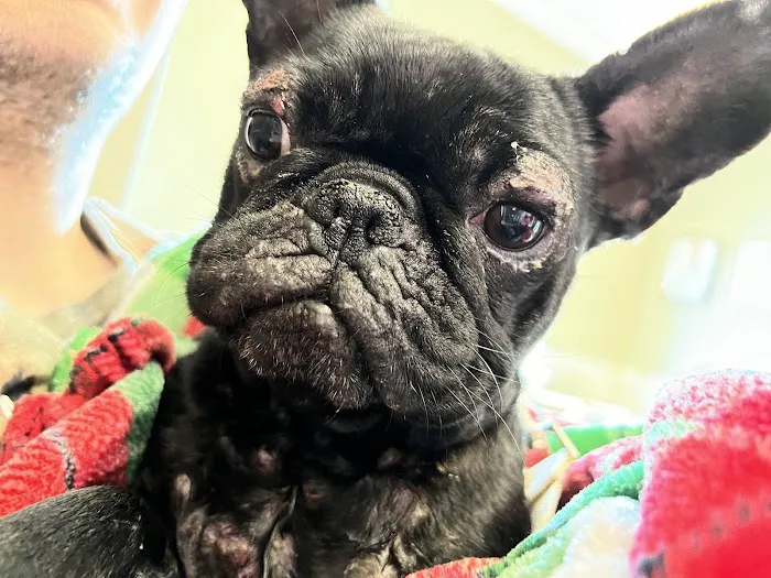 Redbud Animal Dermatology Picture 3