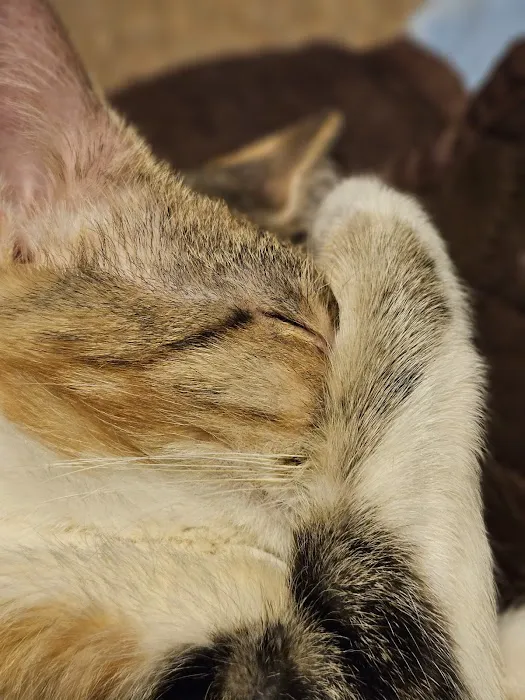 Redbud Animal Dermatology Picture 2