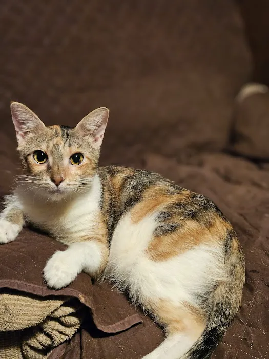 Redbud Animal Dermatology Picture 4