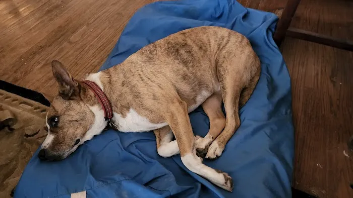 Pet Friends Veterinary Hospital Picture 6