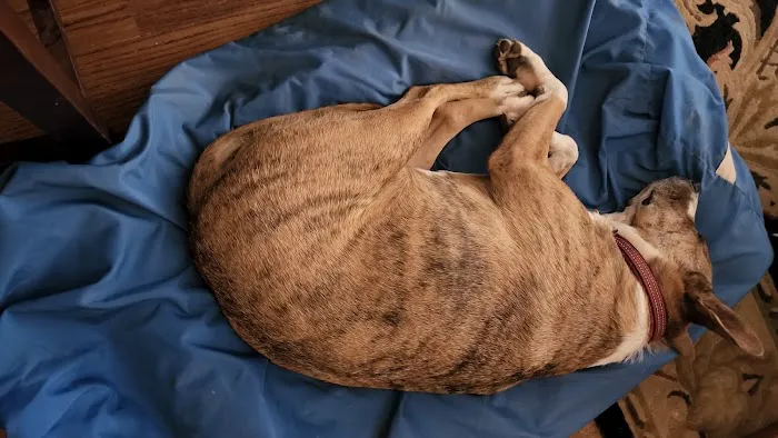 Pet Friends Veterinary Hospital Picture 8