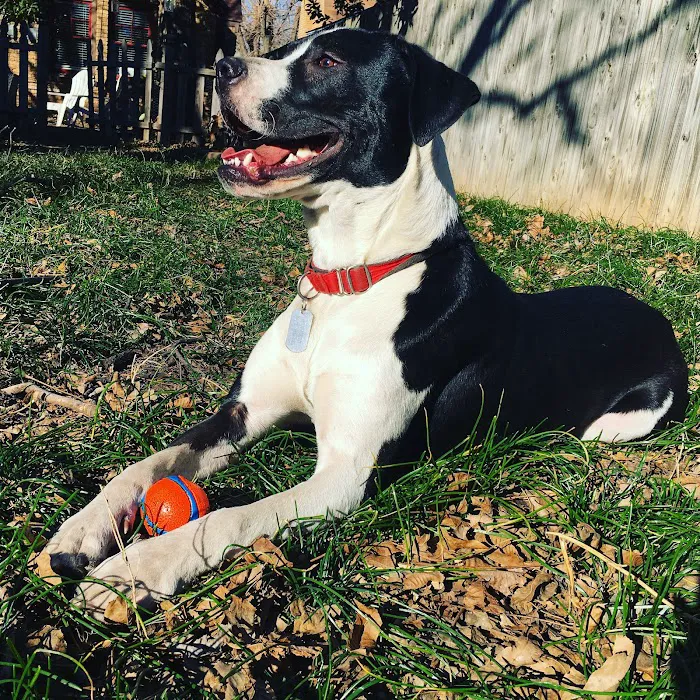 Pet Friends Veterinary Hospital Picture 10