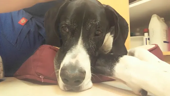 Classen View Veterinary Clinic Picture 9