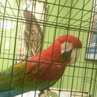 Healing Hands Veterinary Wellness Center ico