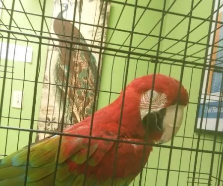 Healing Hands Veterinary Wellness Center