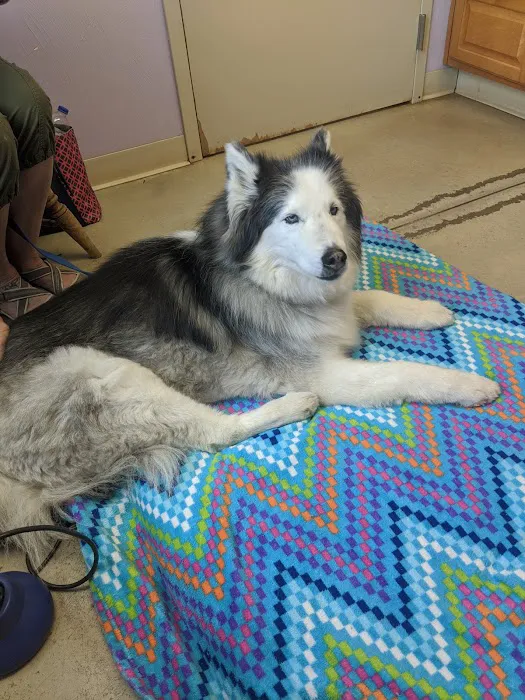 Healing Hands Veterinary Wellness Center Picture 2