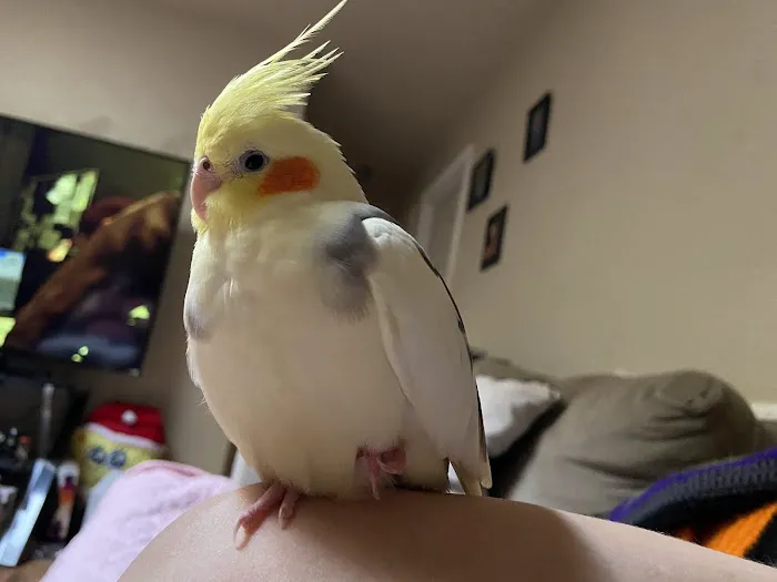 Healing Hands Veterinary Wellness Center Picture 6