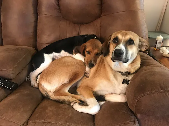 Healing Hands Veterinary Wellness Center Picture 7