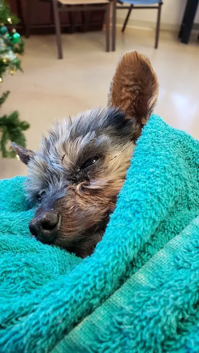 Healing Hands Veterinary Wellness Center Picture 9