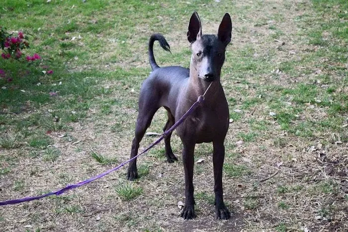 Midtown Vets Picture 3