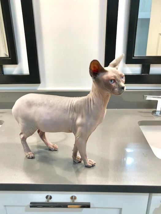 Midtown Vets Picture 7