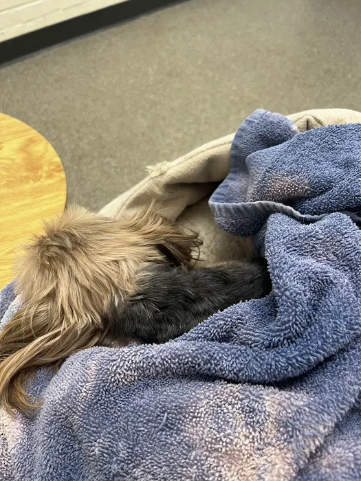 City Paws Urgent Care Picture 1