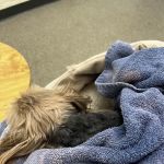 City Paws Urgent Care