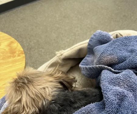 City Paws Urgent Care