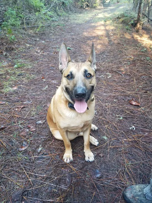 City Paws Urgent Care Picture 3