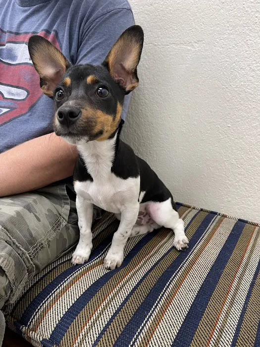 City Paws Urgent Care Picture 2