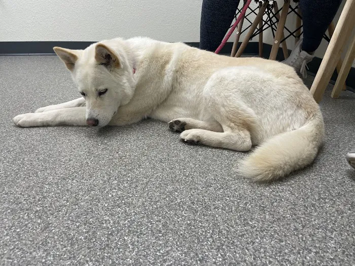 City Paws Urgent Care Picture 5