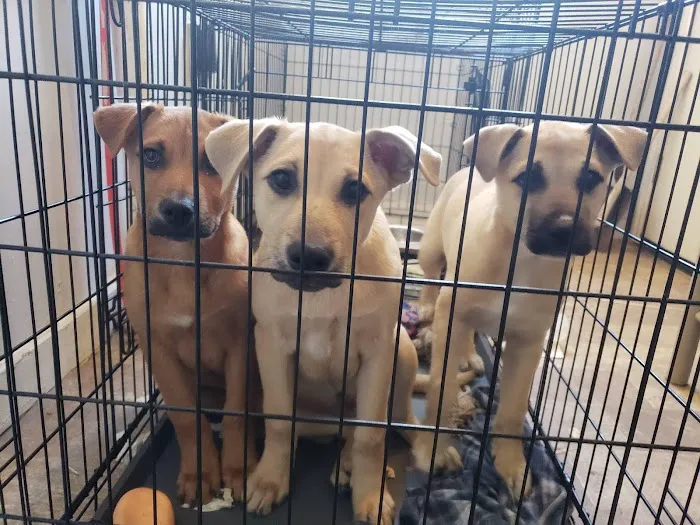 City Paws Urgent Care Picture 4