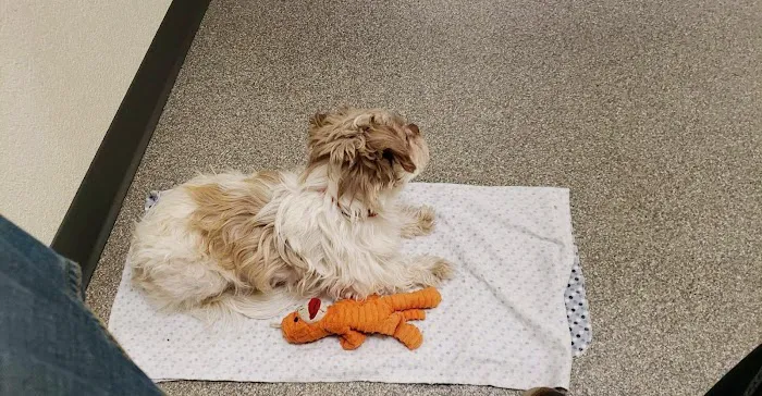 City Paws Urgent Care Picture 6