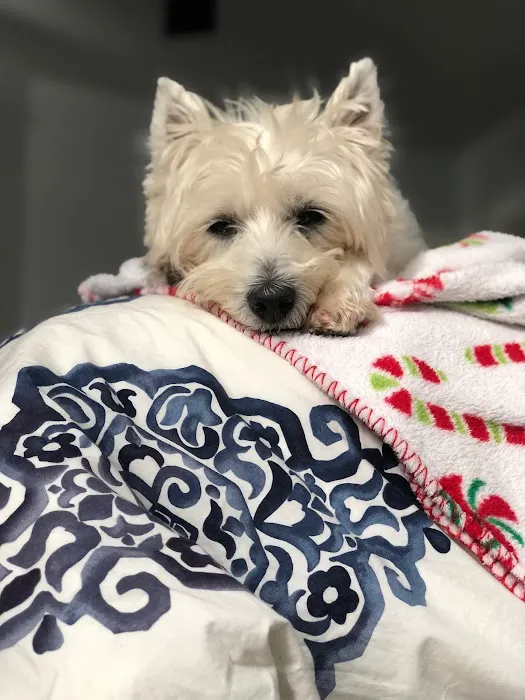 City Paws Urgent Care Picture 7