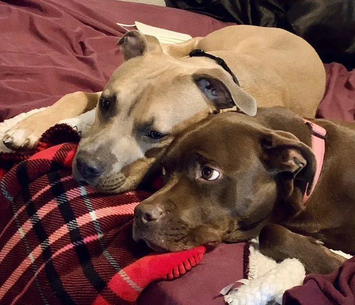 City Paws Urgent Care Picture 9