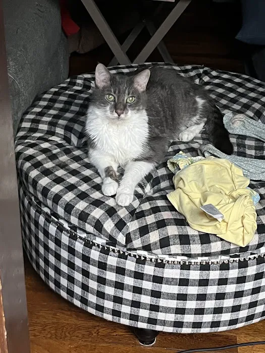 City Paws Urgent Care Picture 10