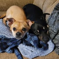 Banfield Pet Hospital ico