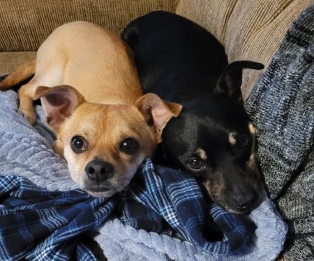 Banfield Pet Hospital