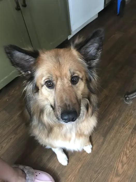 Banfield Pet Hospital Picture 5