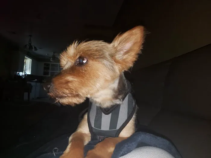 Banfield Pet Hospital Picture 4