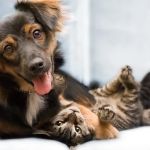 Britton Road Veterinary Clinic