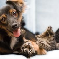 Britton Road Veterinary Clinic ico